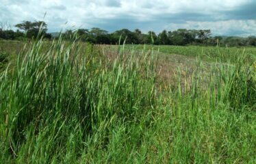 5 acre level residential land for sale