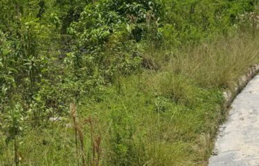 Lot 65-Palmbrook Estate