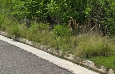 Lot 65-Palmbrook Estate