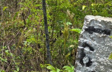 Lot 65-Palmbrook Estate