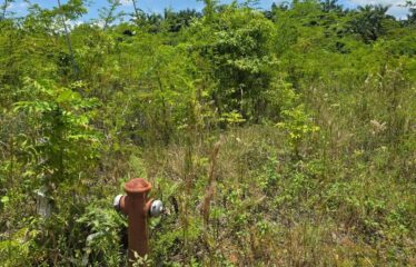 Lot 65-Palmbrook Estate