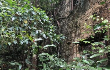 Elgin Ulster Springs, Trelawny